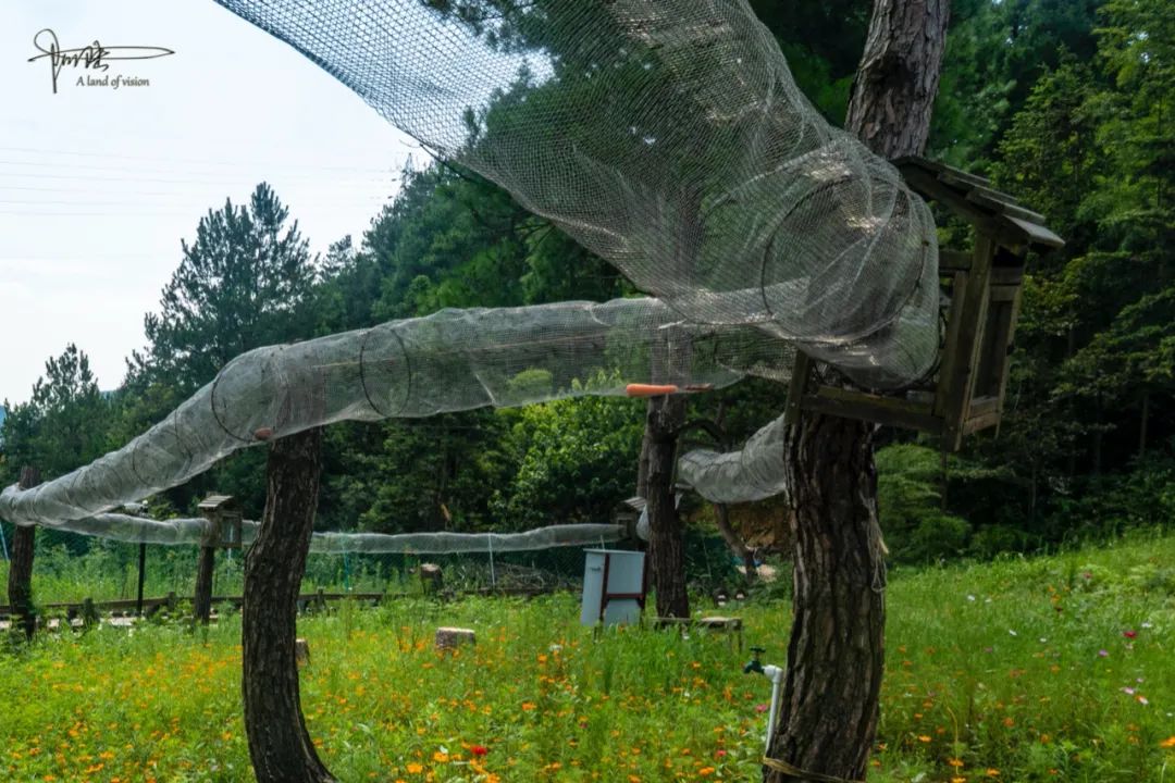 这群松鼠在风之谷景区里安居乐业只是我总感觉有点怪怪的