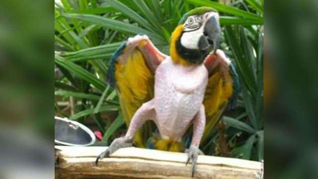 主人给鹦鹉喝下高浓度白酒,醉酒后的反应太搞笑,镜头记录全过程