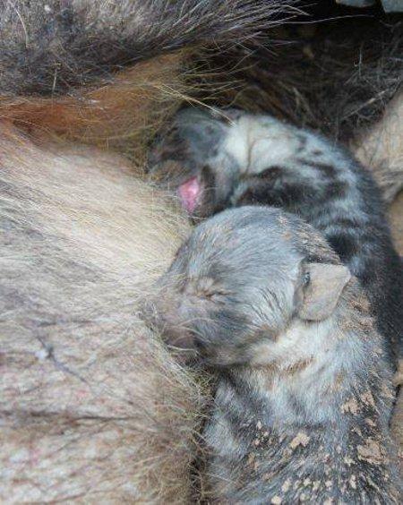 一只快要临盆的鬣狗掉进陷阱里,兽医帮它接生出新生的宝宝