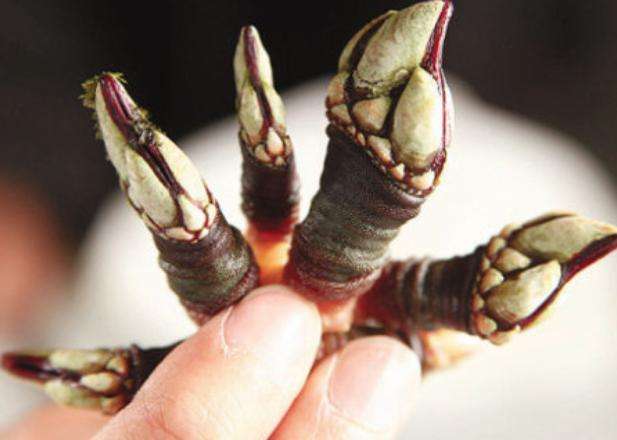 男子在海岸发现不明物种, 了解清楚后立刻用麻袋装走|鹅颈藤壶|海岸