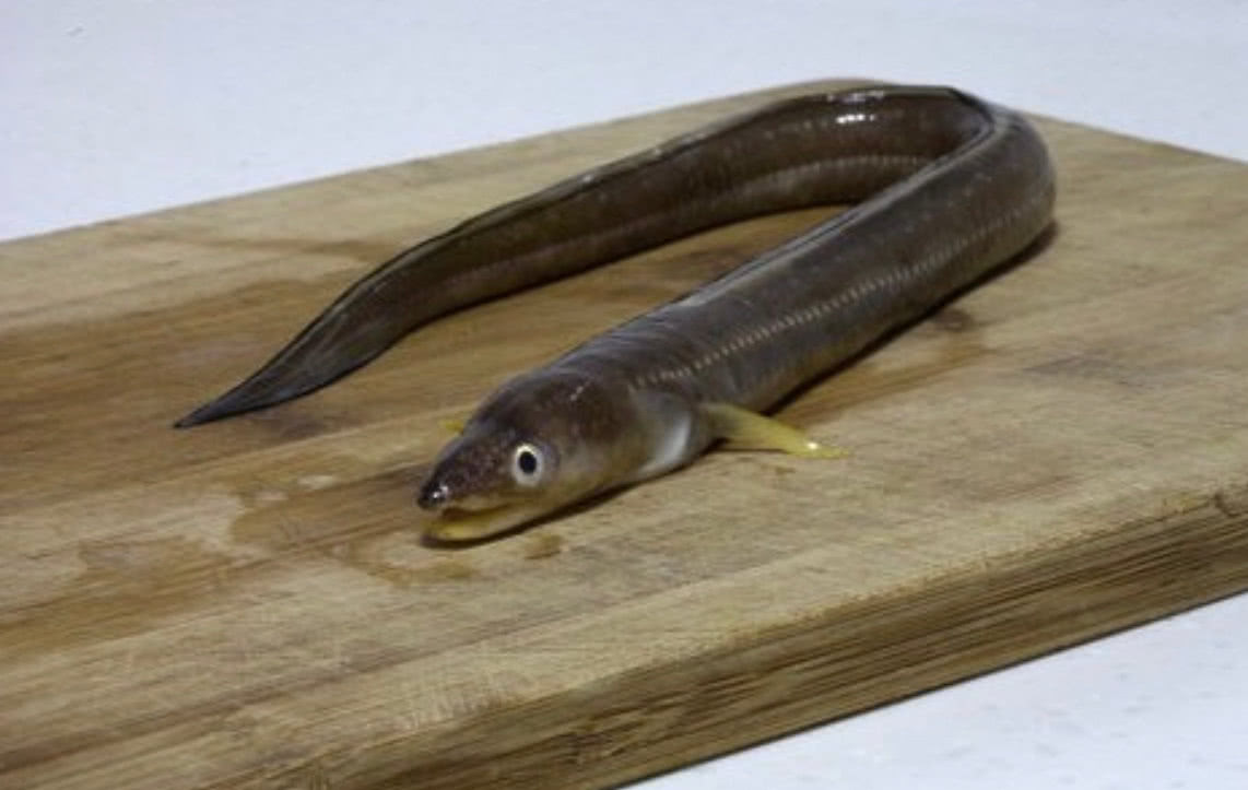 柳叶鳗|鳗鱼|性别_新浪新闻