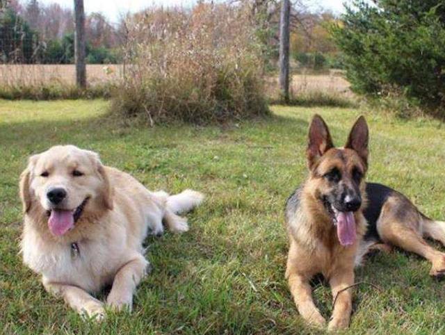 金毛怀了德牧的崽,生下4只小狗后,主人看到狗狗长相后笑了