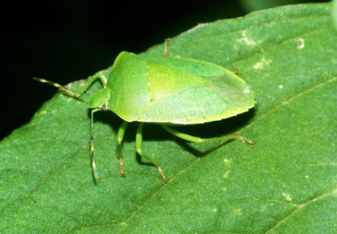 臭屁虫的屁原来是有毒的,已分析出两种物质,其中一种能致癌