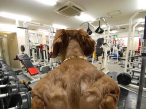 真正的男子汉是这样的背部是这样的,特别是在健身房,这样的男人还是