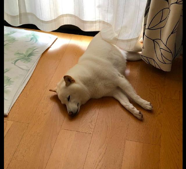 狗狗很喜欢晒太阳,先晒屁股再翻面晒身体,想象自己在煎蛋吗?