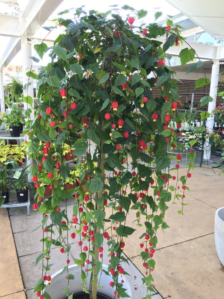 红花配绿叶,耐养耐半阴的蔓性风铃花,实至名归的灯笼花