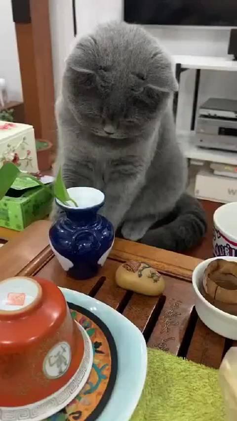 厚街网站seo优化