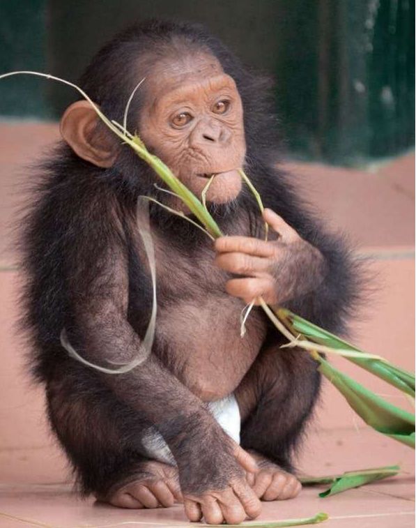 小黑猩猩成功被获救后,表情淡然:终于解脱了啊