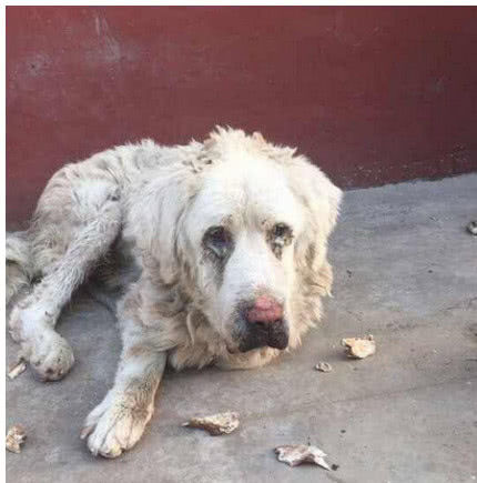 街头捡到一只可怜的流浪狗,治疗后所有的人都都羡慕这名女子