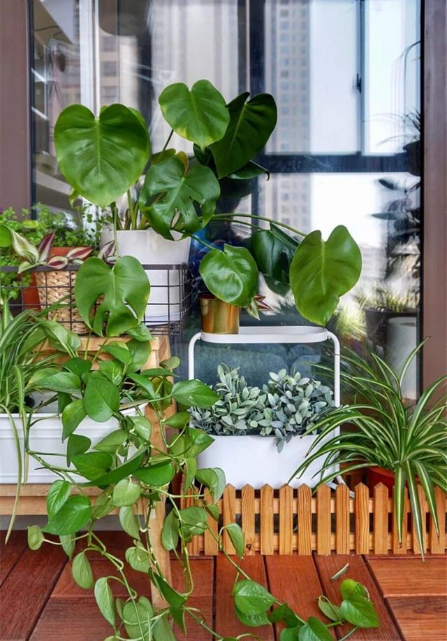 阳台|居心|绿植_新浪新闻
