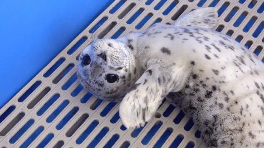 加拿大的温哥华水族馆里 有一只刚刚受到救助的小海豹宝宝