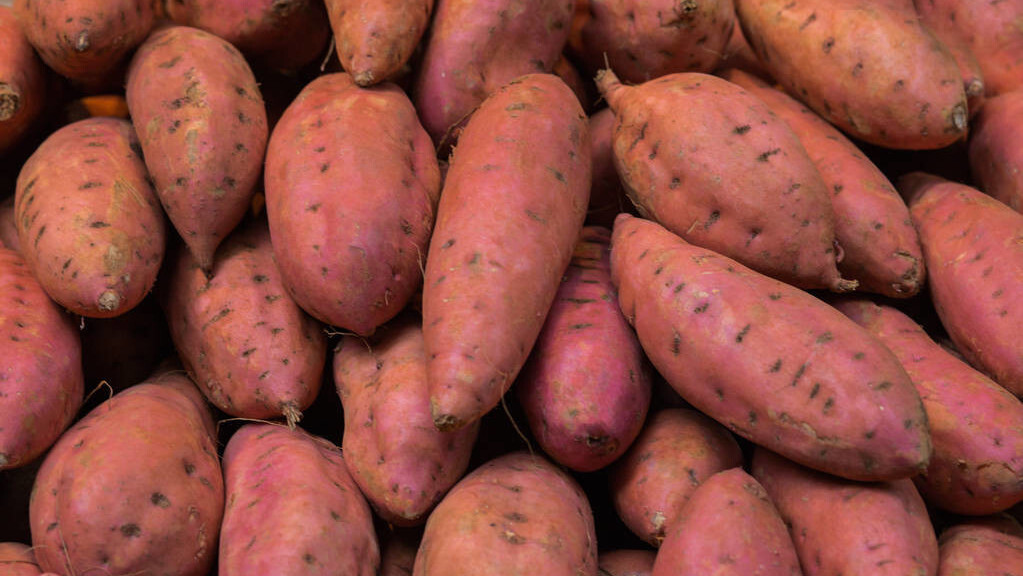 红薯藤蔓可以喂猪,喂鸡,而到了秋天收获的红薯可以保存很长时间,储存