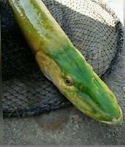 男子钓鱼无意钓到绿色海鱼,,网友看后众说风云却无人知晓!