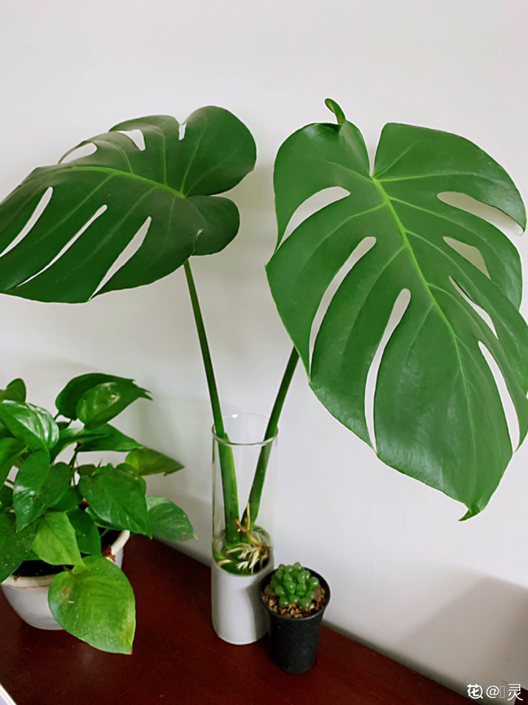 超耐阴的大叶植物摆客厅吸废气养一棵家里变森林