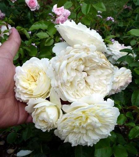 这3种花特点明显,每个都很好看,但家养的太少了|马蹄莲|月季|郁金香