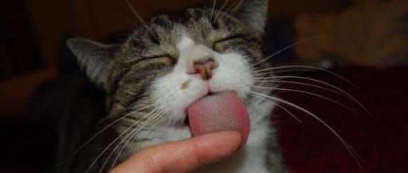 你有尝试过在猫咪舔你手时,拽住它的舌头吗?