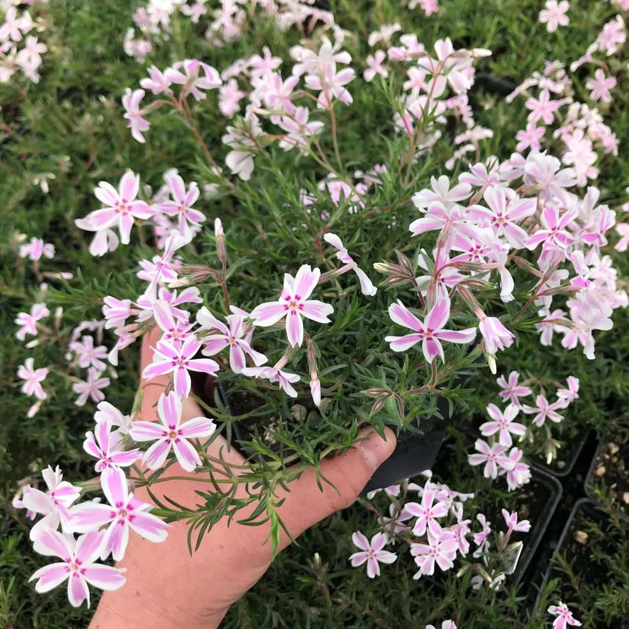 一株丛生福禄考种院子可长成"花毯",种花盆花朵开满盆,特好养