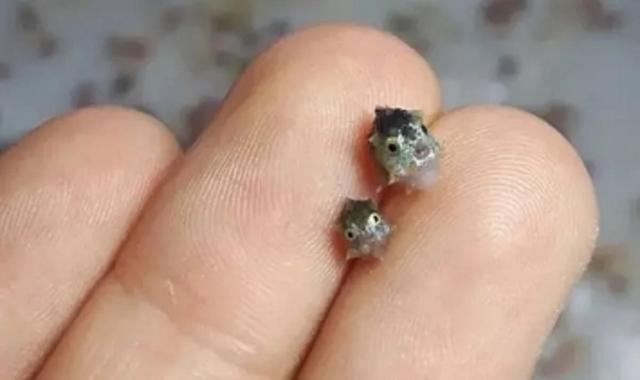 你见过翻车鱼小时候的样子吗尖嘴大眼球球身可以放指尖