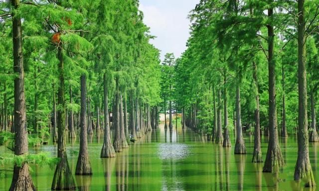 藏在武汉四环的湿地公园,拥有最美水上森林,被称为"武汉之肺"|涨渡湖