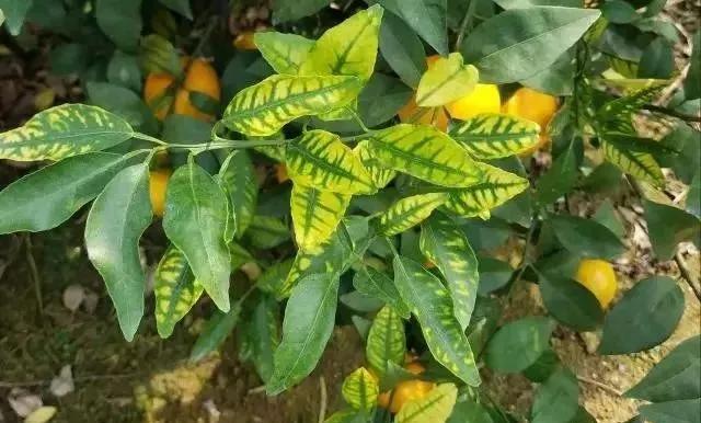 植物缺素症状的叶片表现,一看就知道!|叶片|叶肉|移动性_新浪新闻