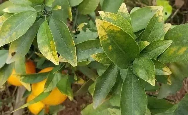 植物缺素症状的叶片表现,一看就知道!|叶片|叶肉|移动性_新浪新闻