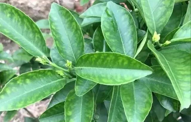 植物缺素症状的叶片表现,一看就知道!|叶片|叶肉|移动性_新浪新闻