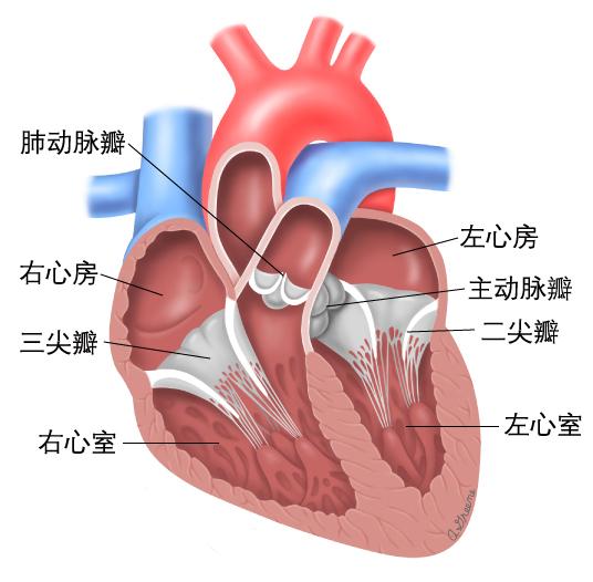 塑心学堂心脏瓣膜知多d