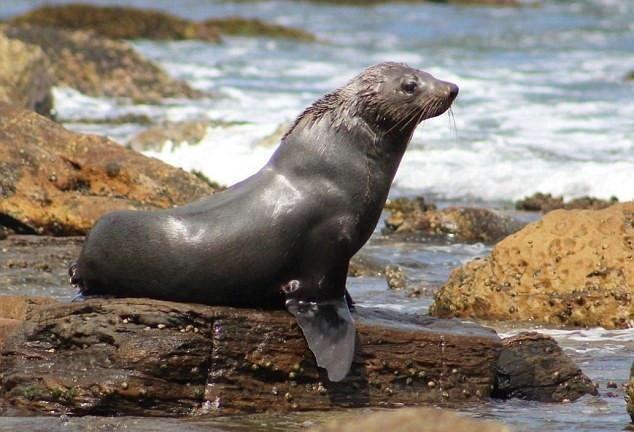 海边观光却看到了一只孤独的海豹看到样子知道后让人落泪