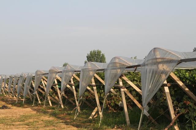 "虽然申广厚去年收入还不错,但他用的这种避雨棚只能算是初级设施.