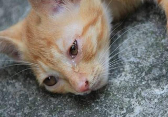 被丢弃的猫咪,会经历些什么?才看到第3个,我就哭了