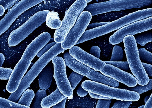 双歧杆菌的作用和补充方式 双歧杆菌如何帮助改善健康