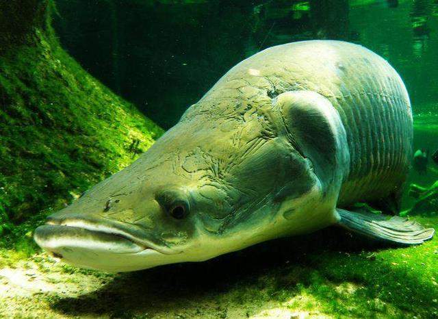 世界上最大的淡水鱼尾巴可作为武器轻易击倒成年男子