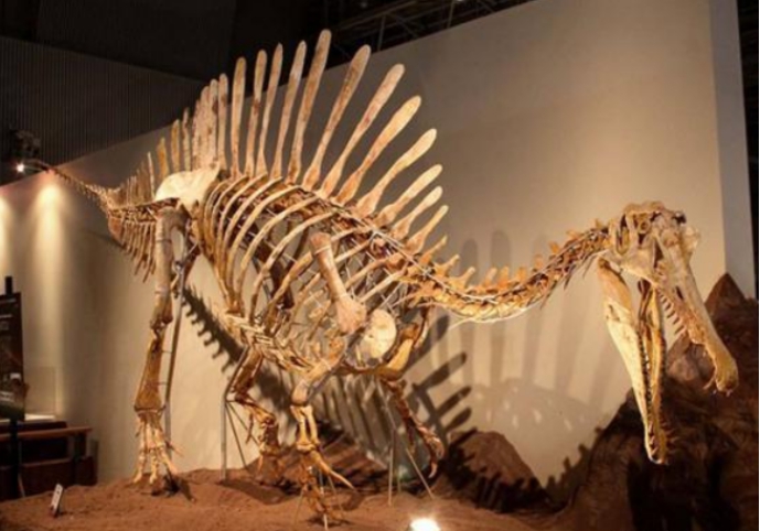 棘龙是水生动物最新研究颠覆认知水陆两栖的它太强大了