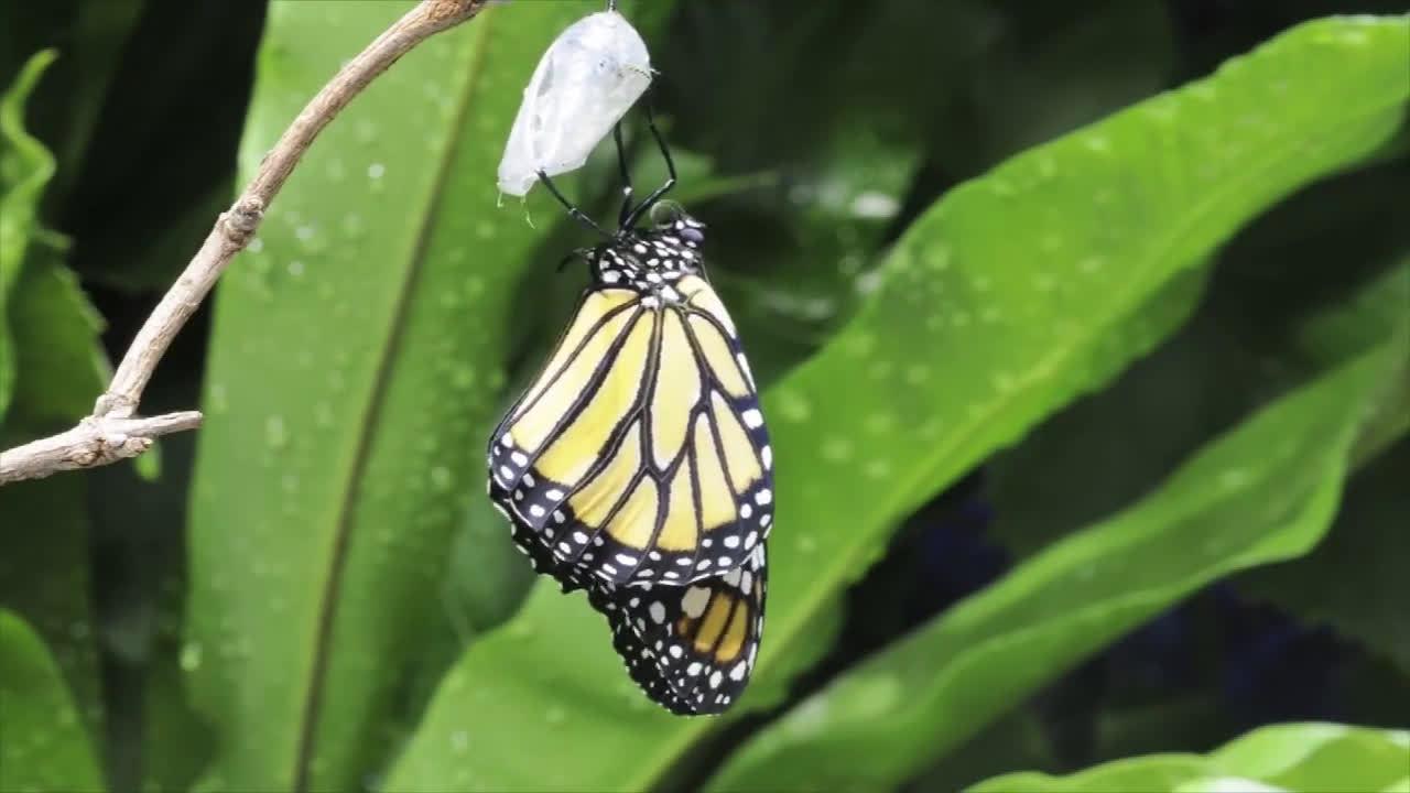 00:00 01:23 01:23 为您推荐: 延时摄影,见证一只蝴蝶破茧而出全过程