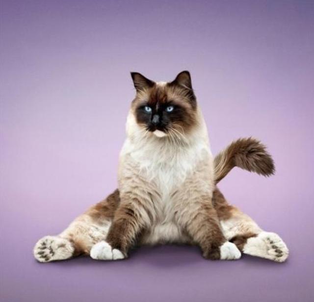 铲屎官苦练瑜伽,回头一看自家猫咪的姿势,瞬间感觉颜面扫地