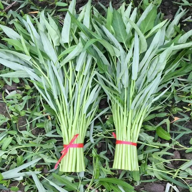 通心菜又叫抽筋菜吃了真会抽筋吗那通心菜还能不能吃了