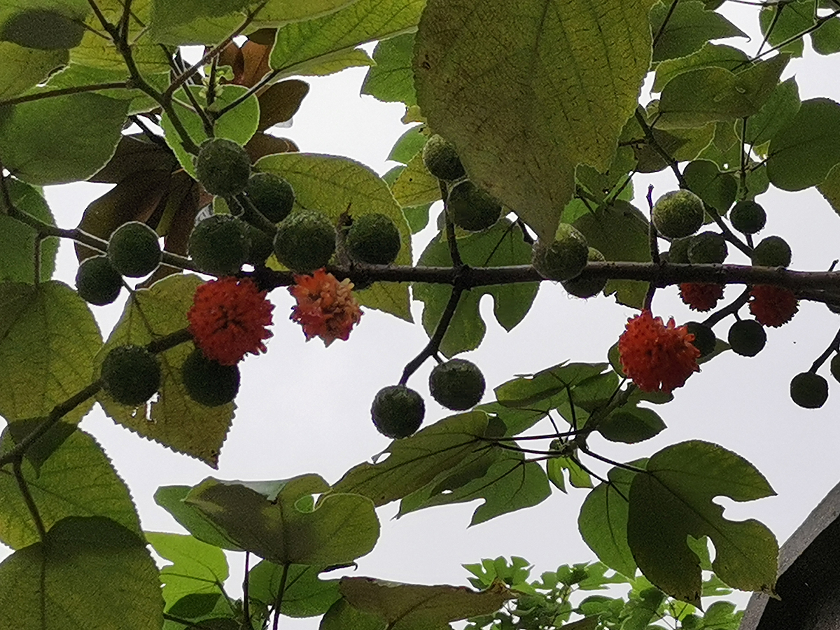 有一种很常见的树，春天吃花夏天吃果，树叶常年作饲料|楮树|果实|饲料_新浪新闻