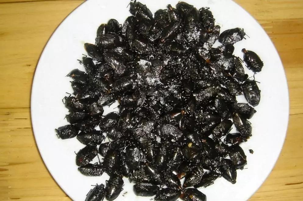 又叫臭屁虫学名叫椿象一般也是油炸在炸之前要挤出臭腺乡村烤竹鼠夹棍