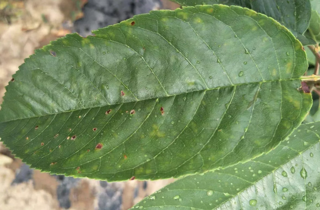 樱桃褐斑病来袭防不住明年产量大打折扣