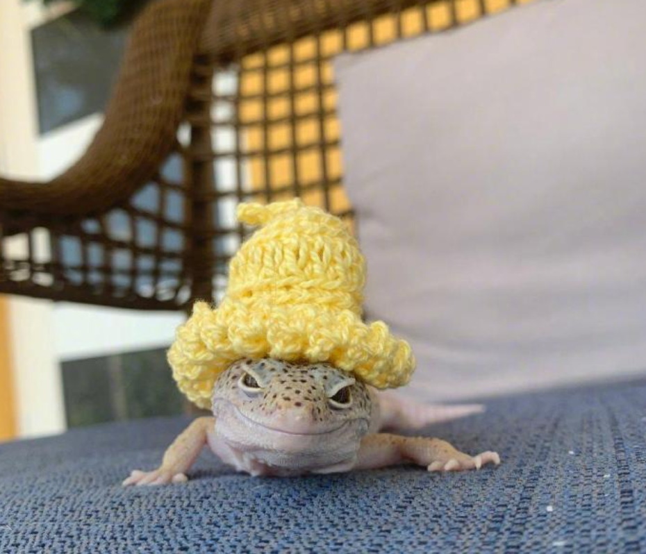 女子下班回家,看到自家蜥蜴头上有东西,走近一看却笑坏了