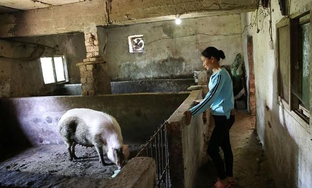 曾在农村家家都养猪,为何如今猪肉20多一斤养的人却少了,咋回事__财经头条