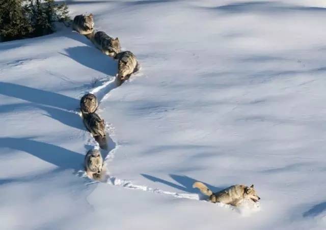 丹佛小镇里,有人保存着雪人的头颅,专家看罢照片说:这是假的