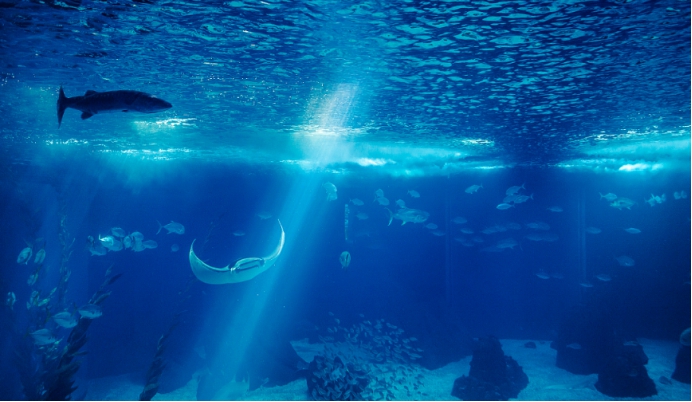 大多数人知道天空是蓝色的,但你知道大海是蓝色的原因吗?