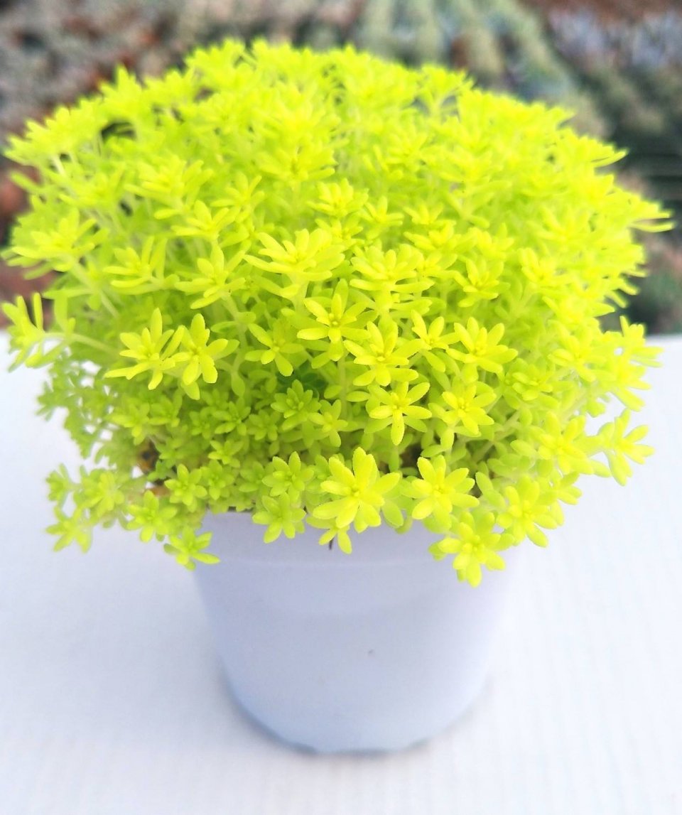 多肉黄金草怎么拍?3个思路拍出金黄耀眼的色彩感,让多肉更迷人