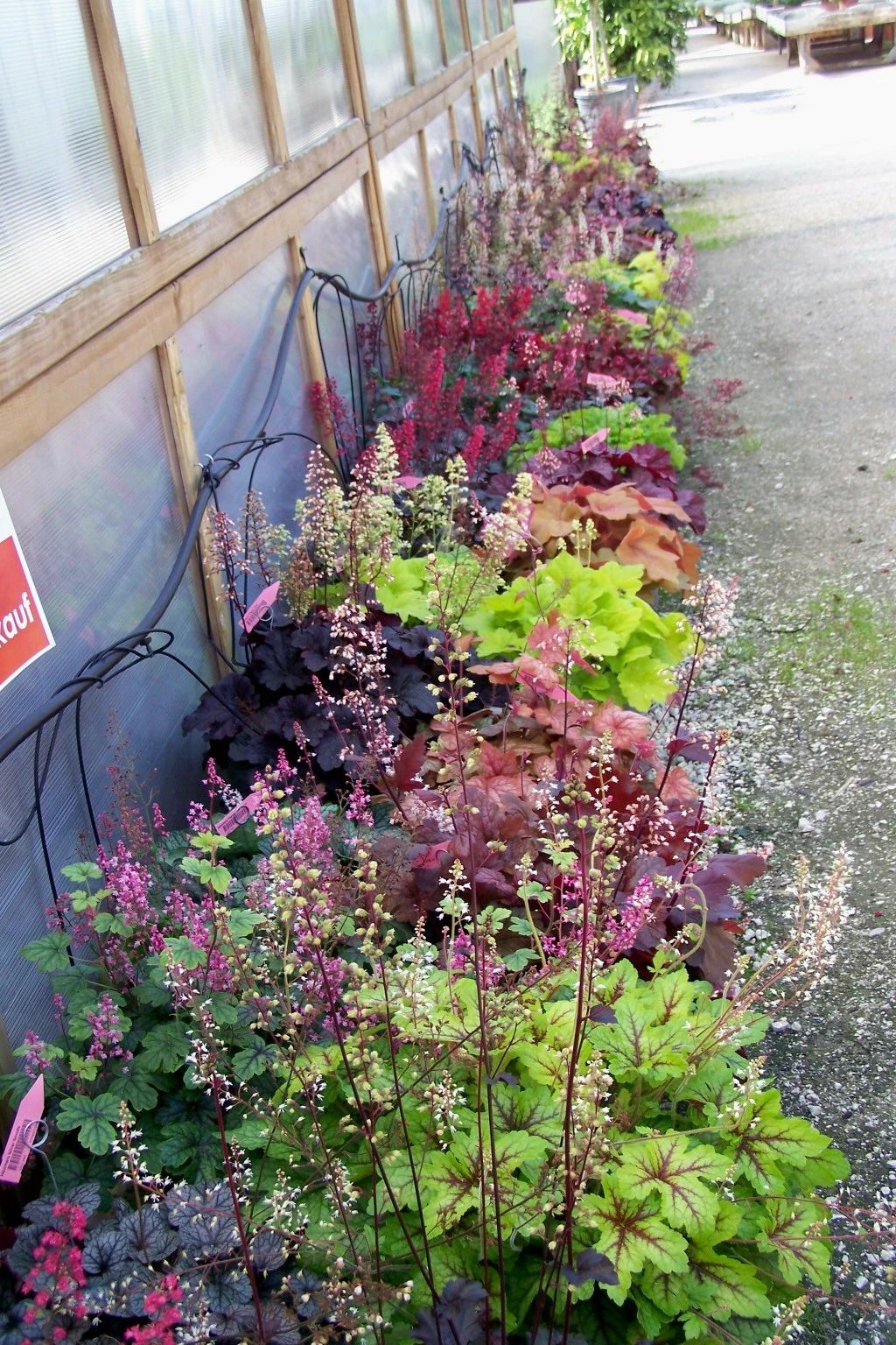 存活的矾根,东北地区都能养,就是有点怕热|存活|盆栽|花境_新浪新闻