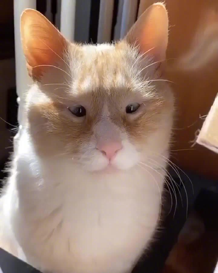 一只长着豆豆眼的猫咪,莫名好笑