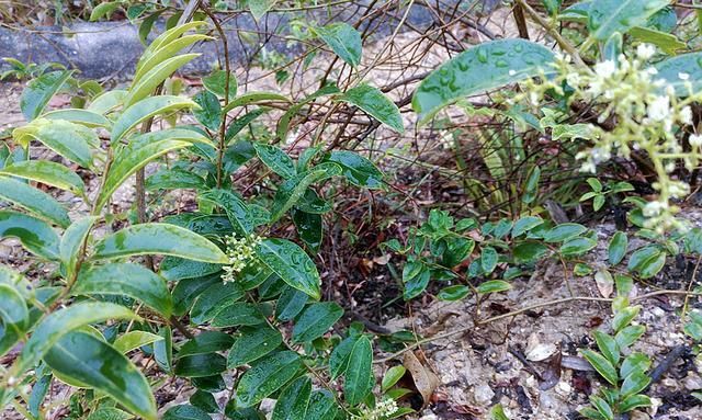 俗称酸藤子晒干后70元一斤长在树上无人识可惜了