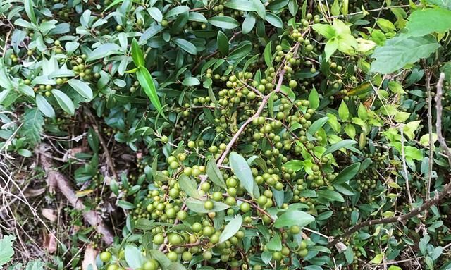 俗称酸藤子晒干后70元一斤长在树上无人识可惜了