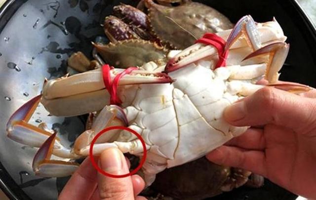 老渔民教你1招挑螃蟹,保准个个鲜肥,太香了