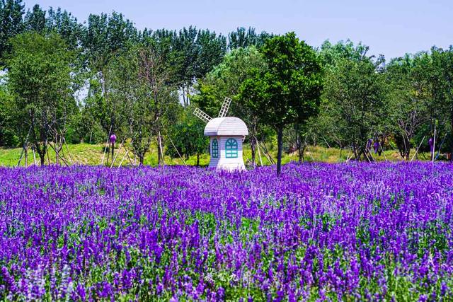 北京3个薰衣草花海汇总夏天赏花好去处含园区内凉爽休息地点